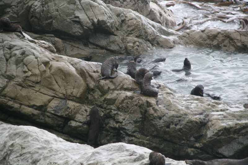 Nieuw-Zeeland 2011 - 1085